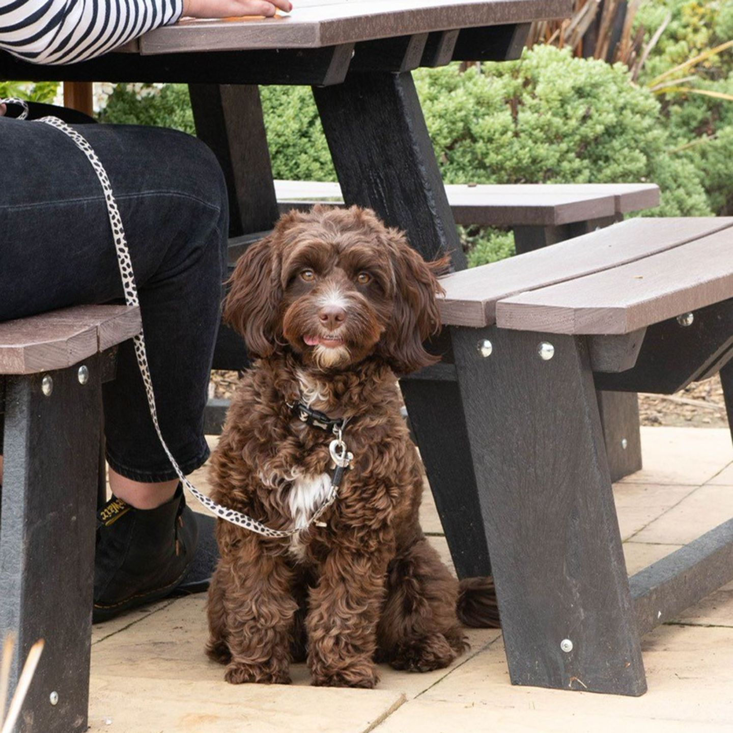 Your local dog friendly pub in Crediton